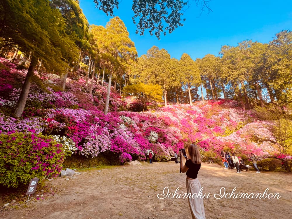 A sight of ten thousand blooms.