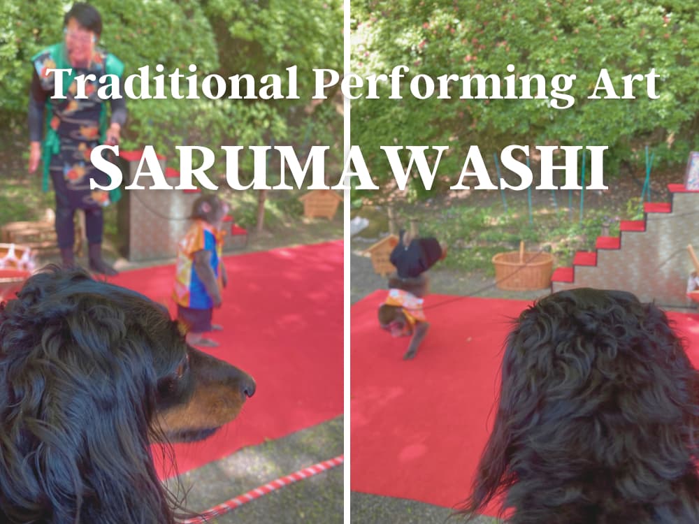 A dog captivated by Sarumawashi, the traditional performing art of trained monkeys.