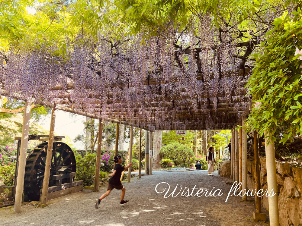 Wisteria blossoms in full bloom.